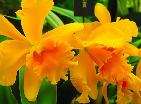 Rare yellow orchids