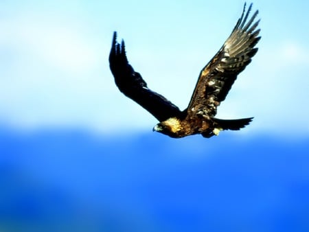 Journey Through America: Golden Eagle - eagle, animals, montana, america, nature