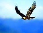 Journey Through America: Golden Eagle