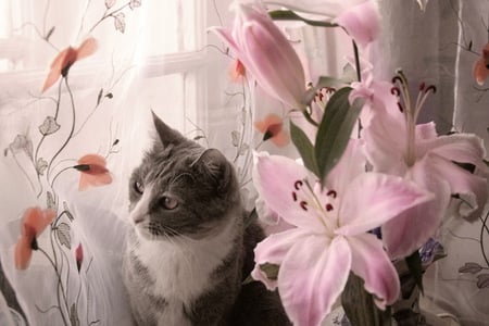 My own little garden - window, cat, flowers, pink blooms, grey and white