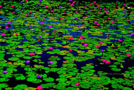 Lily pond beauty - flowers, lily pond, green lily pads, blue, pond, pink