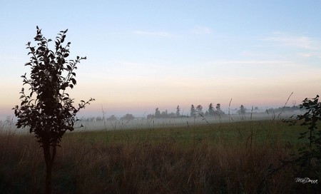 Dawn Fog - sky, farm, trees, field, mountains, country, dawn, firefox persona, sunrise