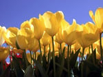 Yellow tulips