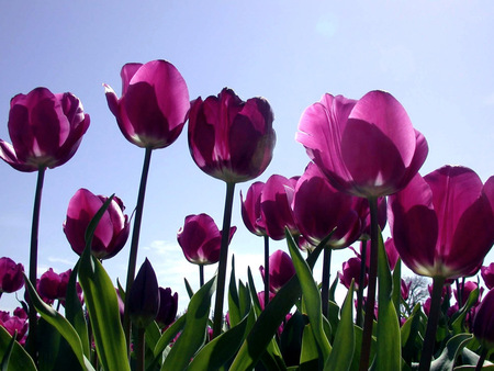 Purple tulip - nature, purple, tulip, flower