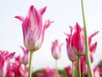 Pink tulip