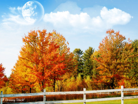 Autumn trees - forest, landscape, moon, tree, autumn