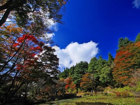 Trees - tree, nature, landscape, autumn