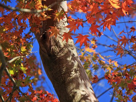 Tree - nature, tree, autumn, landscape