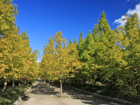 Trees - tree, nature, landscape, autumn