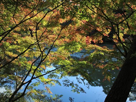 Autumn lake - lake, landscape, tree, nature, autumn