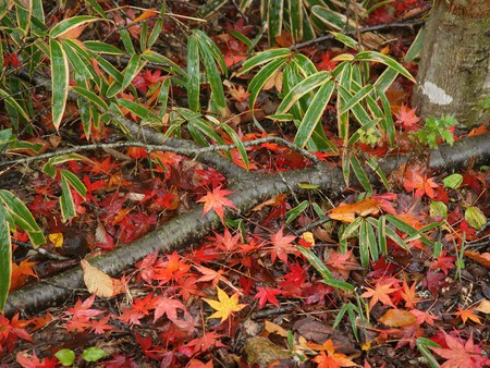 Autumn forest - forest, landscape, tree, nature, autumn