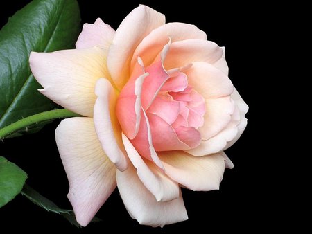 Pretty rose - flower, pink, rose, black