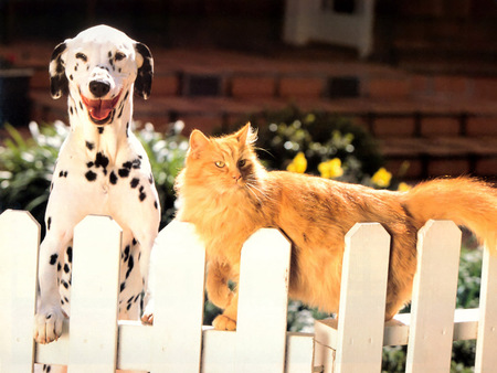 Friends for ever - kitten, pet, cat, dalmatian, puppy, dog