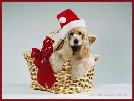 Ready for Christmas - christmas, basket, cocker spaniel, santa hat, blond, dog, red bow