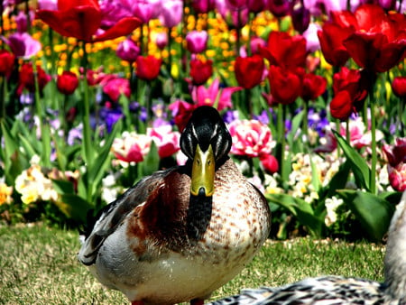 Duck and flowers - nature, duck, garden flower, grass