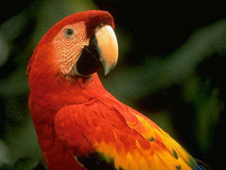 Parrot - forest, animal, bird, parrot