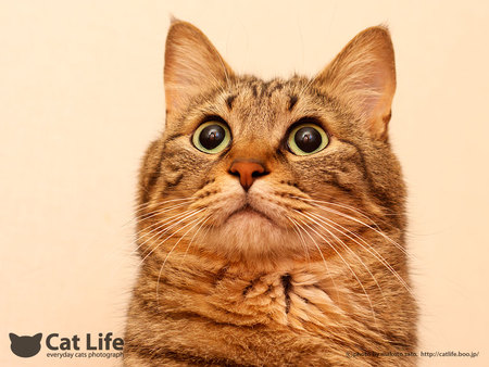 Cat life - Cats & Animals Background Wallpapers on Desktop Nexus (Image ...