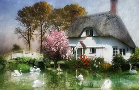 English cottage - flowering tree, trees, thatched roof, white, swans, pond, cottage, bridge