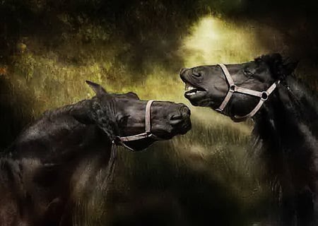 The challenge - black, horses, green background, stallions, fighting