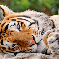 Lying Tiger