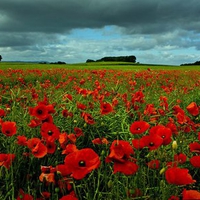 Poppy Fields