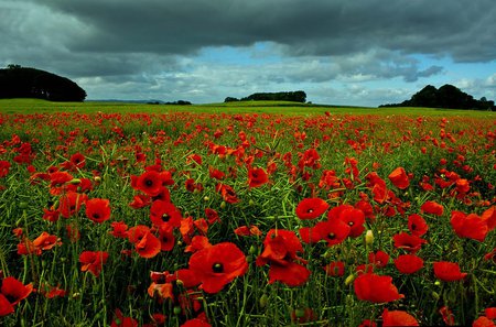 Poppy Fields - flowers, poppy, blue, hot, red, sky