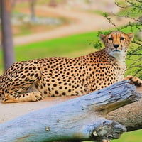 Cheetah