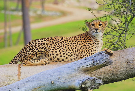 Cheetah - africa, hot, kool, tree, fast, big, jungle, cats, wild