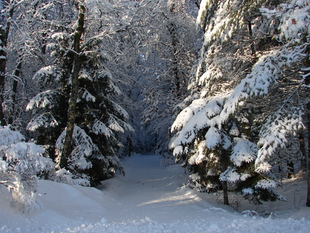 Winter landscape - trees, forests, popular, winter, path, sesons, nature, white, cold, snow, green, frozen, colors