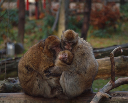 Monkey - germany, monkey, tierpark, ueckermunde