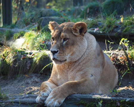 Leo - tierpark, lion, uckermunde, germany