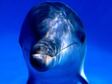 Kiss Me! - face, kiss, close, blue, cute, dolphin