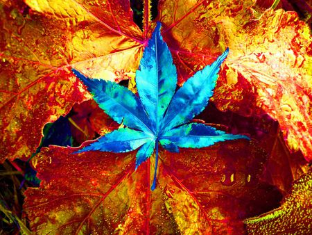 Irridescent Leaves - colour, blue, autumn, red, gold, turquoise, orange, leaf