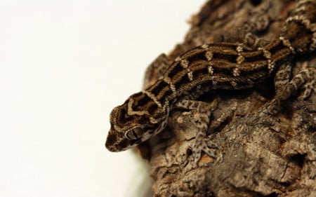 Viper-Gecko-Reptile - animal, brown, reptile, snake