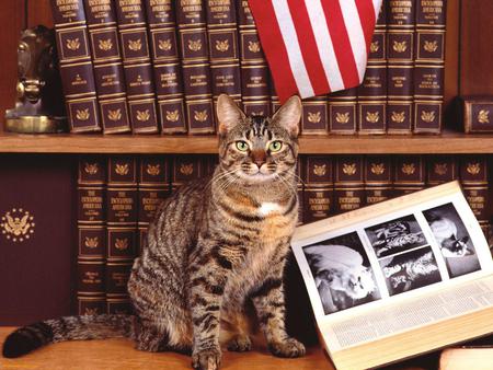 Researching Feline - shelves, encyclopaedia, book, tabby, books, cat