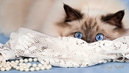 Blue Eyes - cute, cat, cats, blue eyes