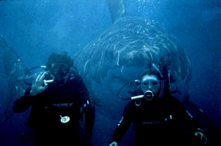 great white behind them - shark, girl, great white, lookout, dive, guy