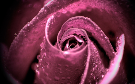 Purple rose - nice, amazing, purple, flowers, rose, drops