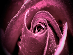 Purple rose