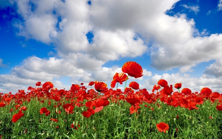 Blue sky - nature, sky, amazing, landscape, clouds, red, field, flowers