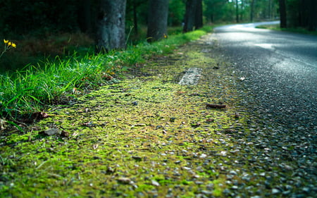 Overgrown with moss - nature, amazing, landscape, forest, beautiful, green, grass, road