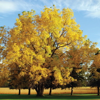 Yellow Oak Tree