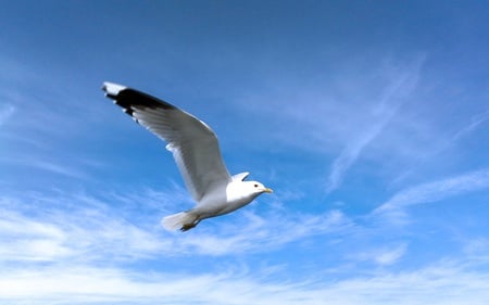 Freedom - clouds, birds, blue, beautiful, seagull, soaring, sky, animals