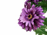 Purple daisy