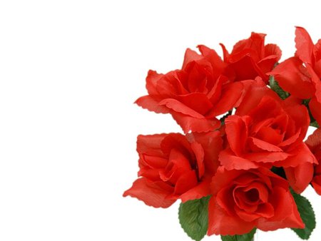 Red roses - white, nature, red, rose, flower