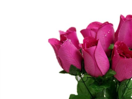 Rosas fucsia - white, flower, fucsia, rose, nature