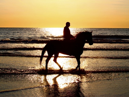 on the beach at night - sunset, nature, horses, beach, sea, sky