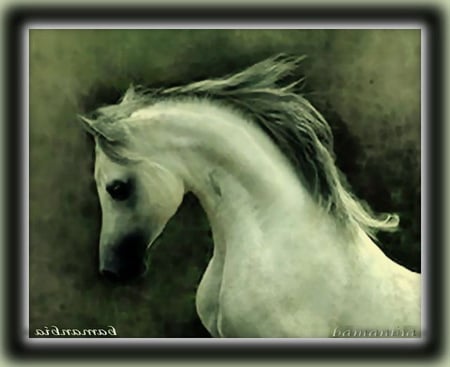 Rebellious - rebellious horse, rebellious, beautiful, beautiful horse