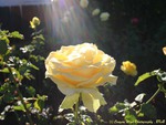 Yellow Garden Rose