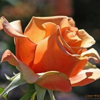 Orange Garden Rose